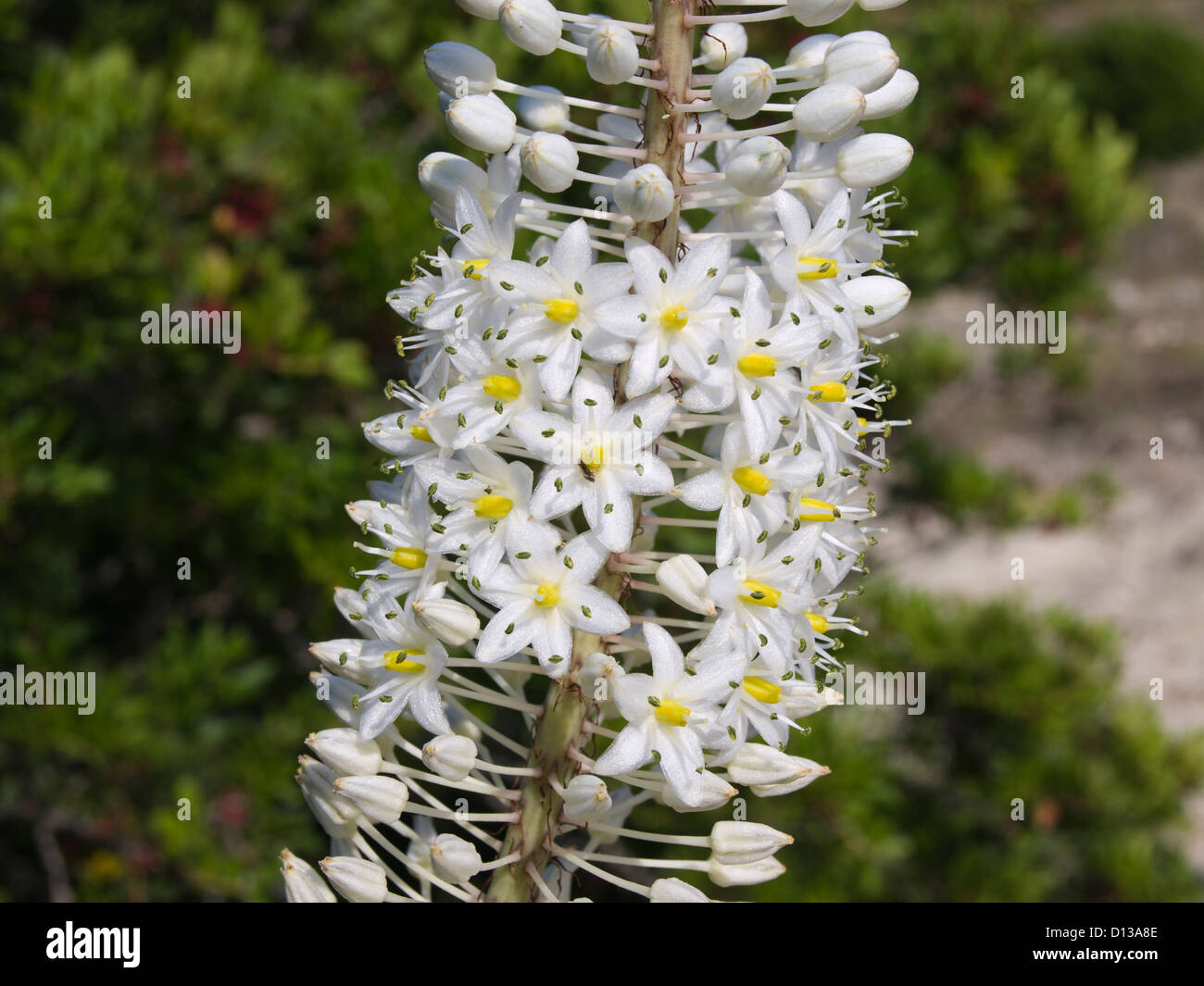 Close up of  white flowering Drimia maritima, sea squill, in front of shrubs and a cliff on Formentor peninsula Majorca Spain Stock Photo