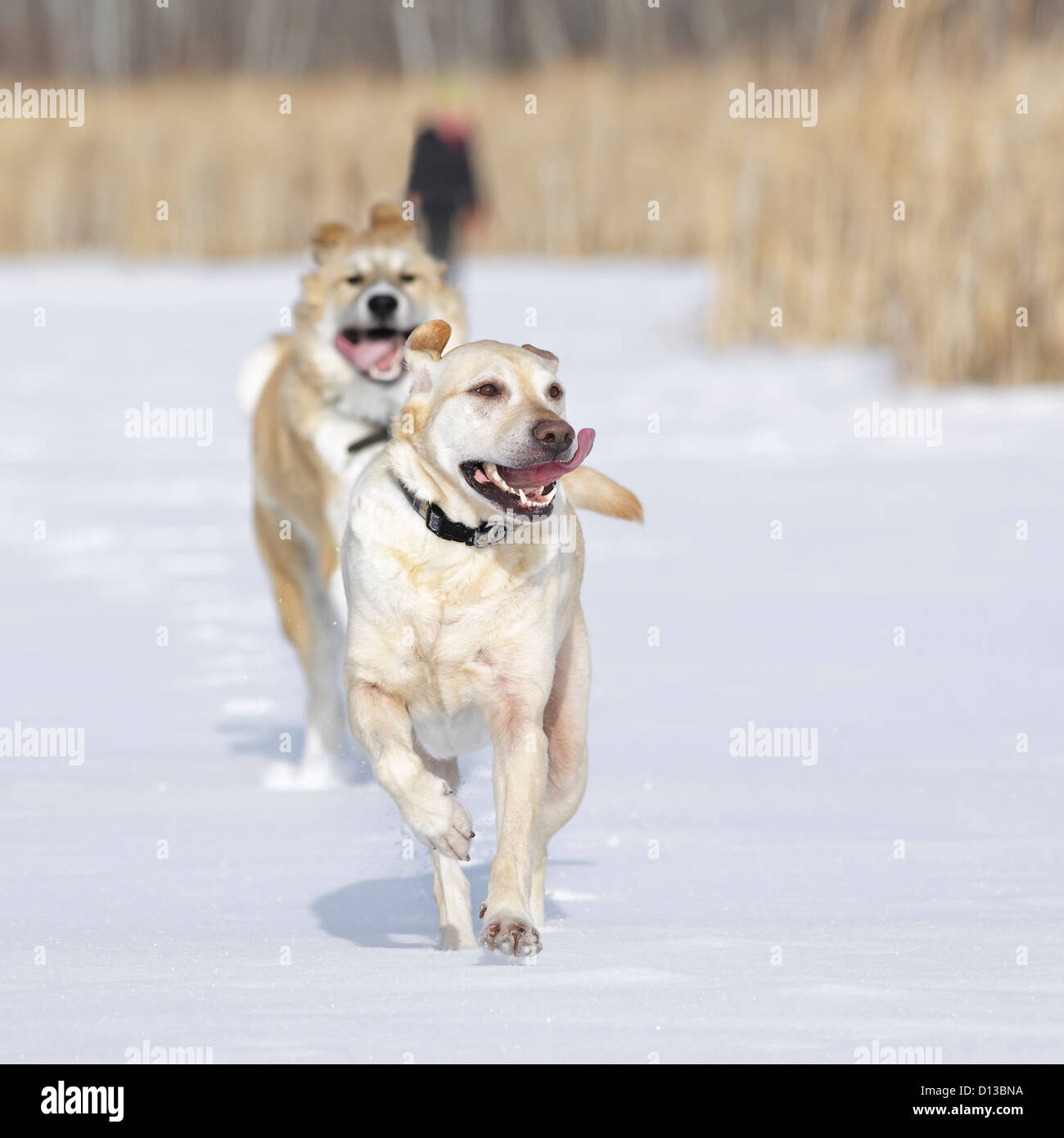 Woman walking two dogs square hi-res stock photography and images - Alamy