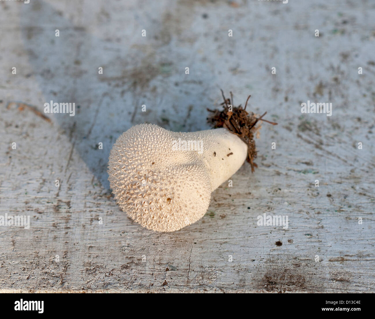 Close up of a Common Puffball (Lycoperdon perlatum) mushroom Stock Photo