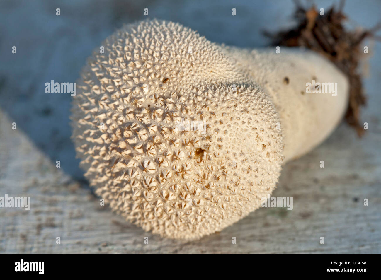 Close up of a Common Puffball (Lycoperdon perlatum) mushroom Stock Photo