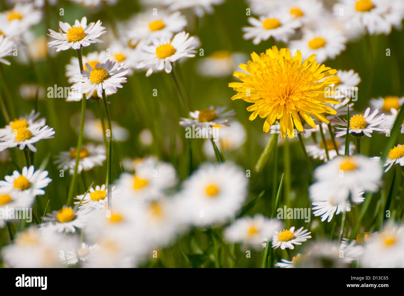 Dandelion between daisy flowers hi-res stock photography and images - Alamy