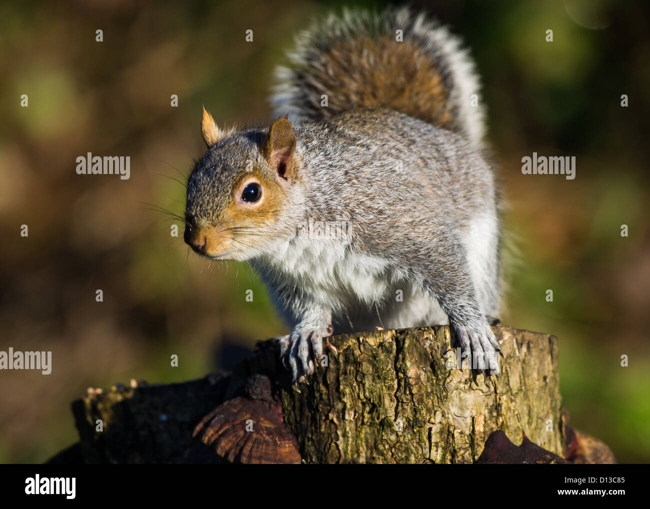 Grey Squirrel (Sciurus carolinensis Stock Photo - Alamy