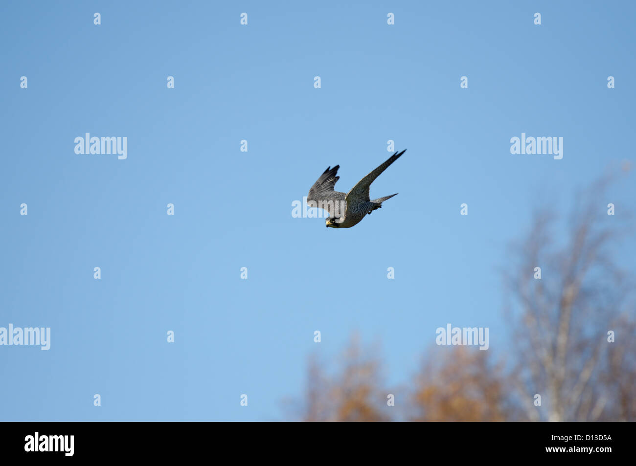 A Peregrine Falcon in flight Stock Photo