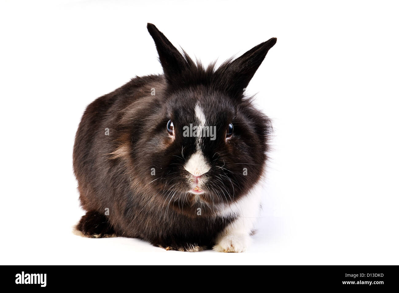 black and white little easter hare on white background Stock Photo