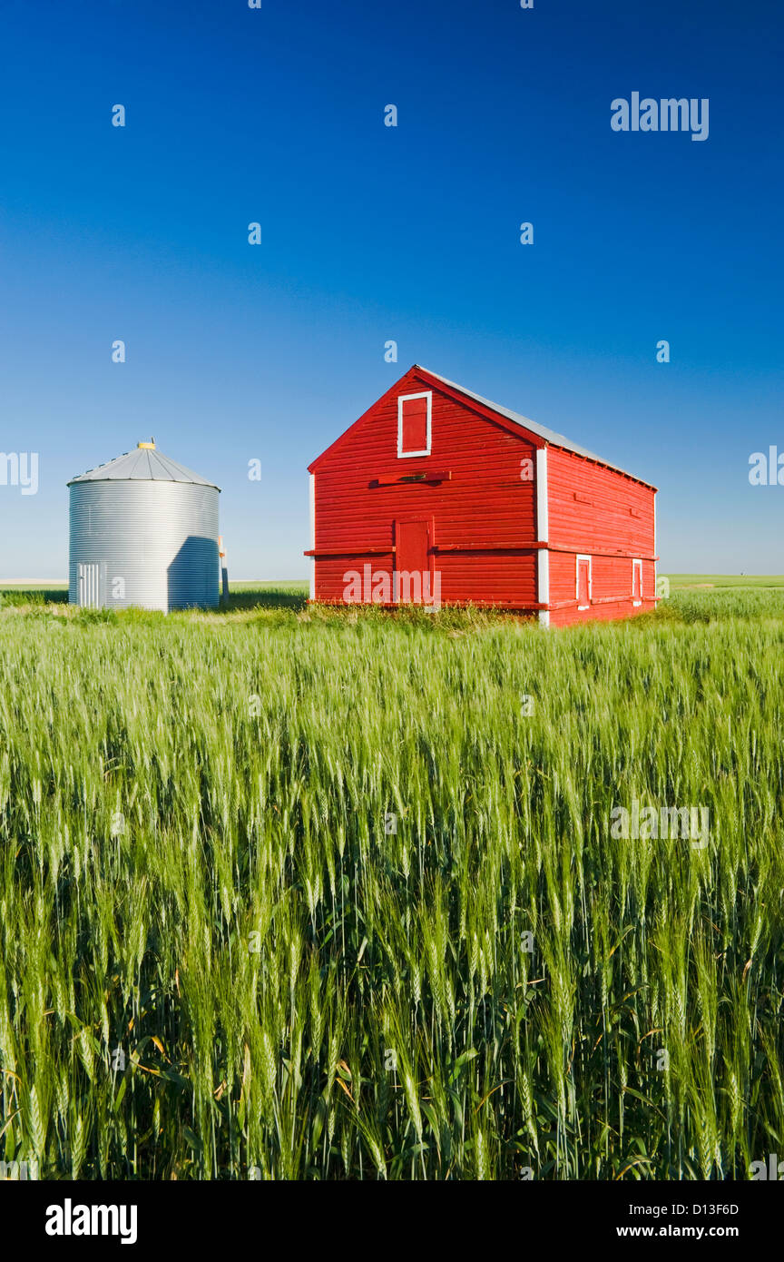 Metal Grain Bin And Wooden Grain Bin In Wheat Field; Sceptre