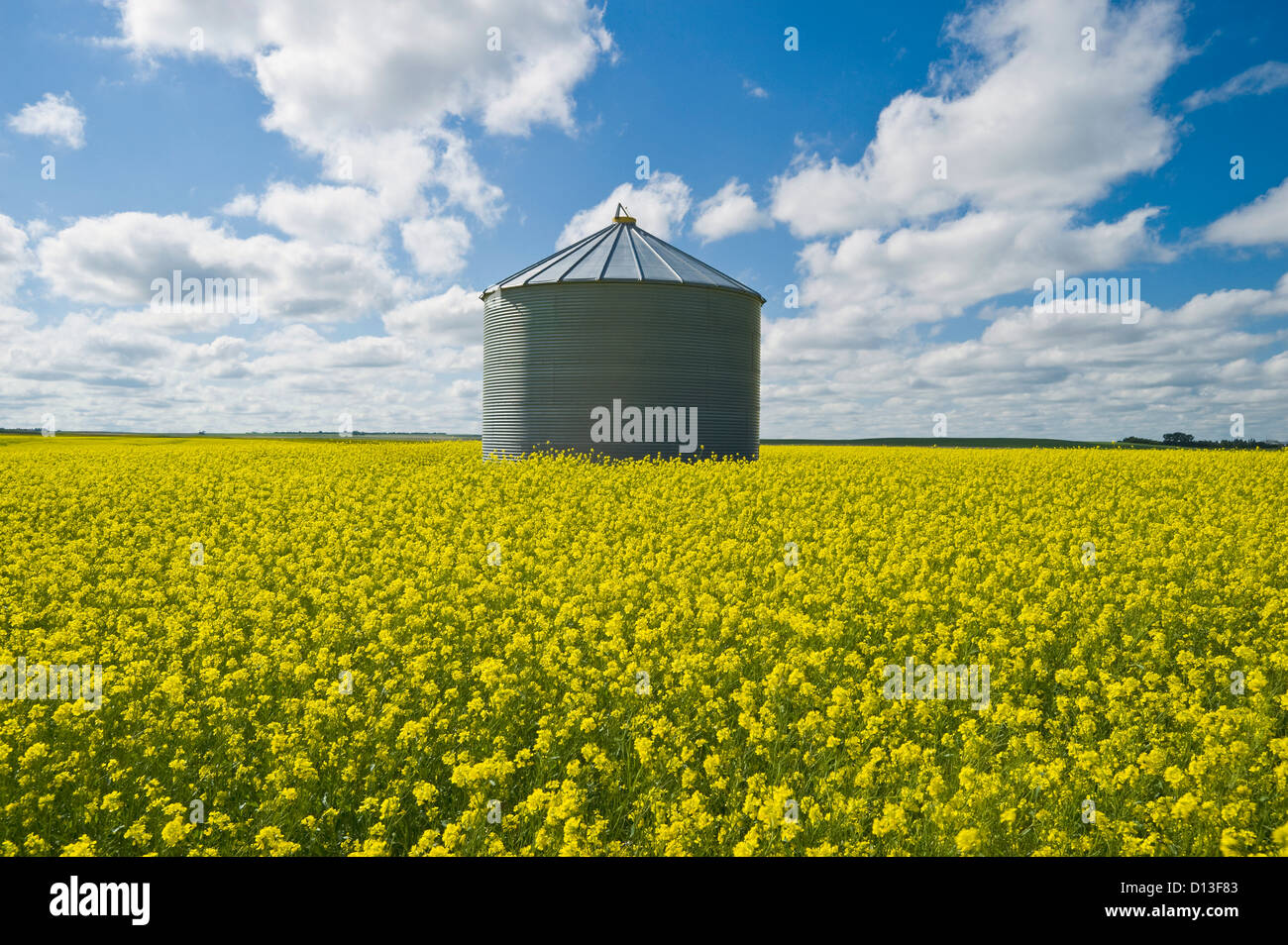 Bloom Stage Mustard Field And Grain Bin; Ponteix Saskatchewan Canada