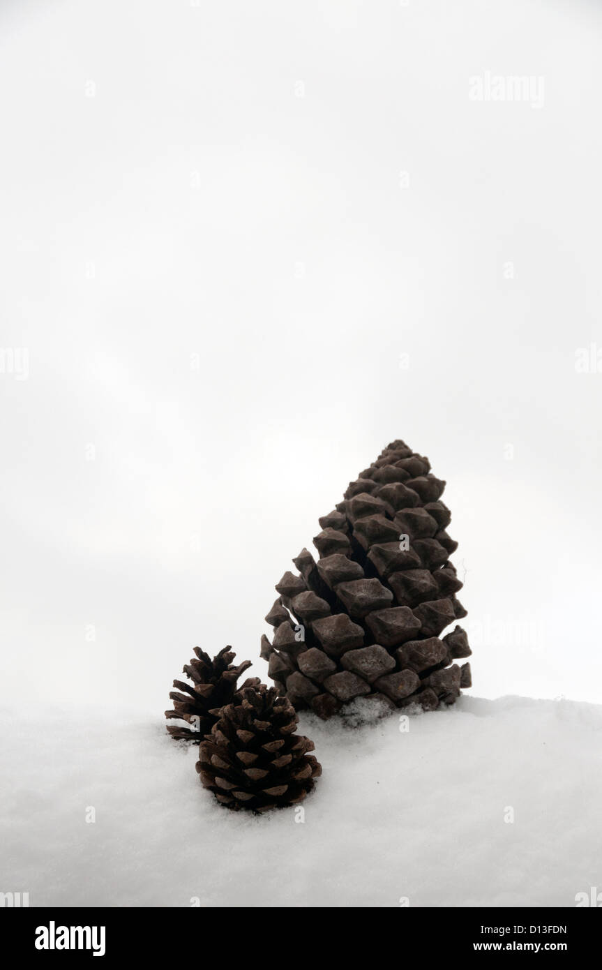Eastern White pine cones - Stock Image - B500/0200 - Science Photo Library