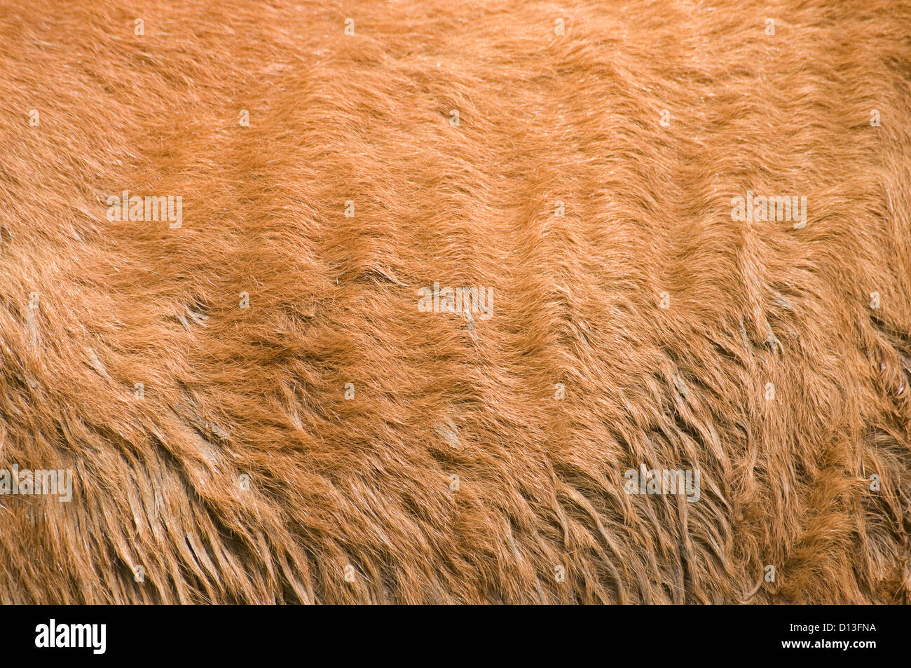 furry skin of brown horse abstract background Stock Photo
