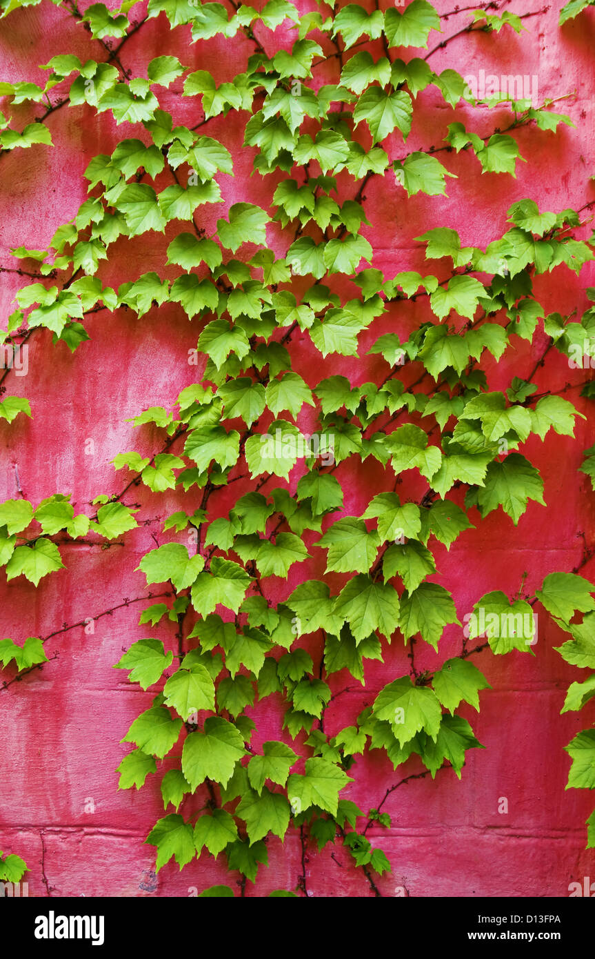 Green ivy growing pink wall hi-res stock photography and images - Alamy