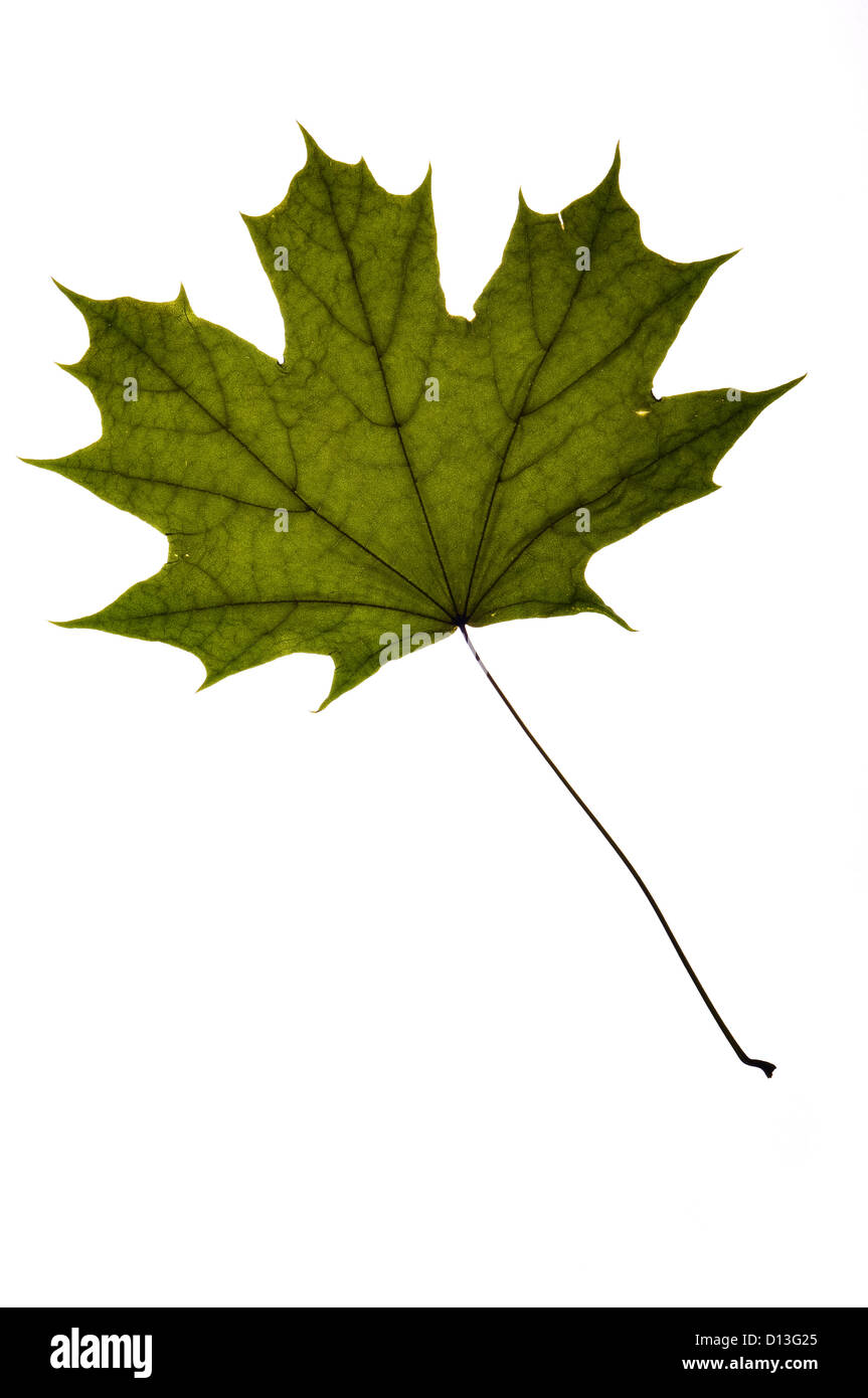 dry green maple tree leaf on white Stock Photo - Alamy