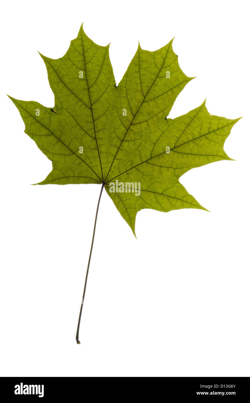 dry green maple tree leaf on white Stock Photo - Alamy