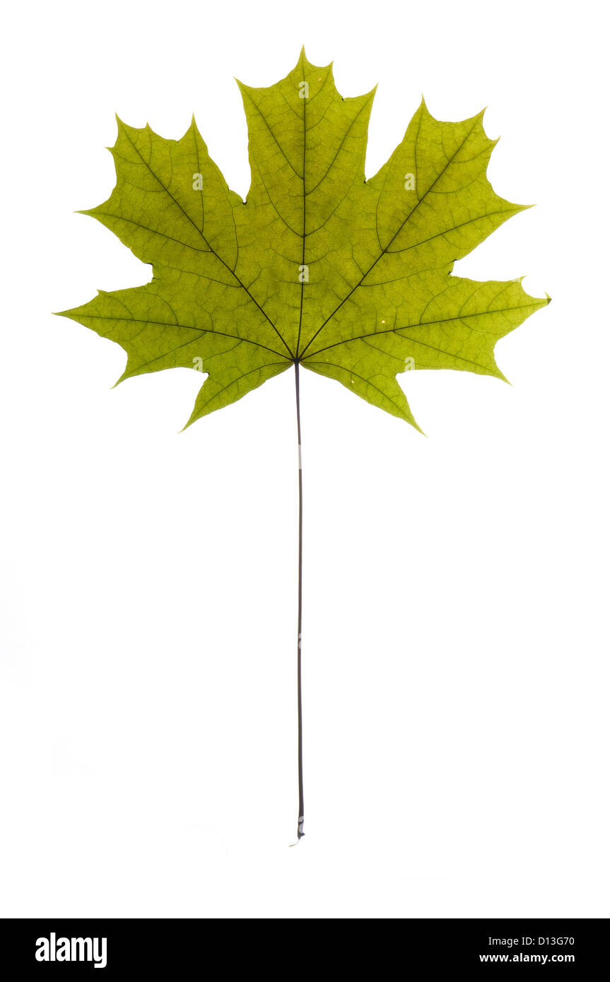 dry green maple tree leaf on white Stock Photo - Alamy