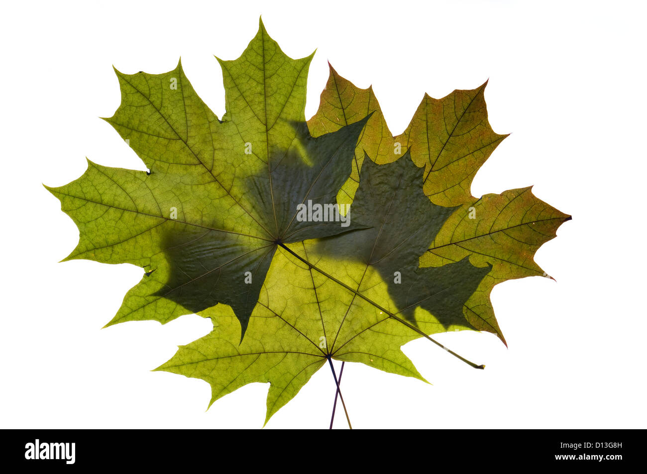 dry green maple tree leaf on white Stock Photo - Alamy