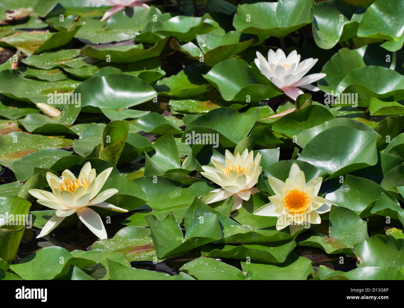 Beautiful white and yellow water lily (lotus Stock Photo - Alamy