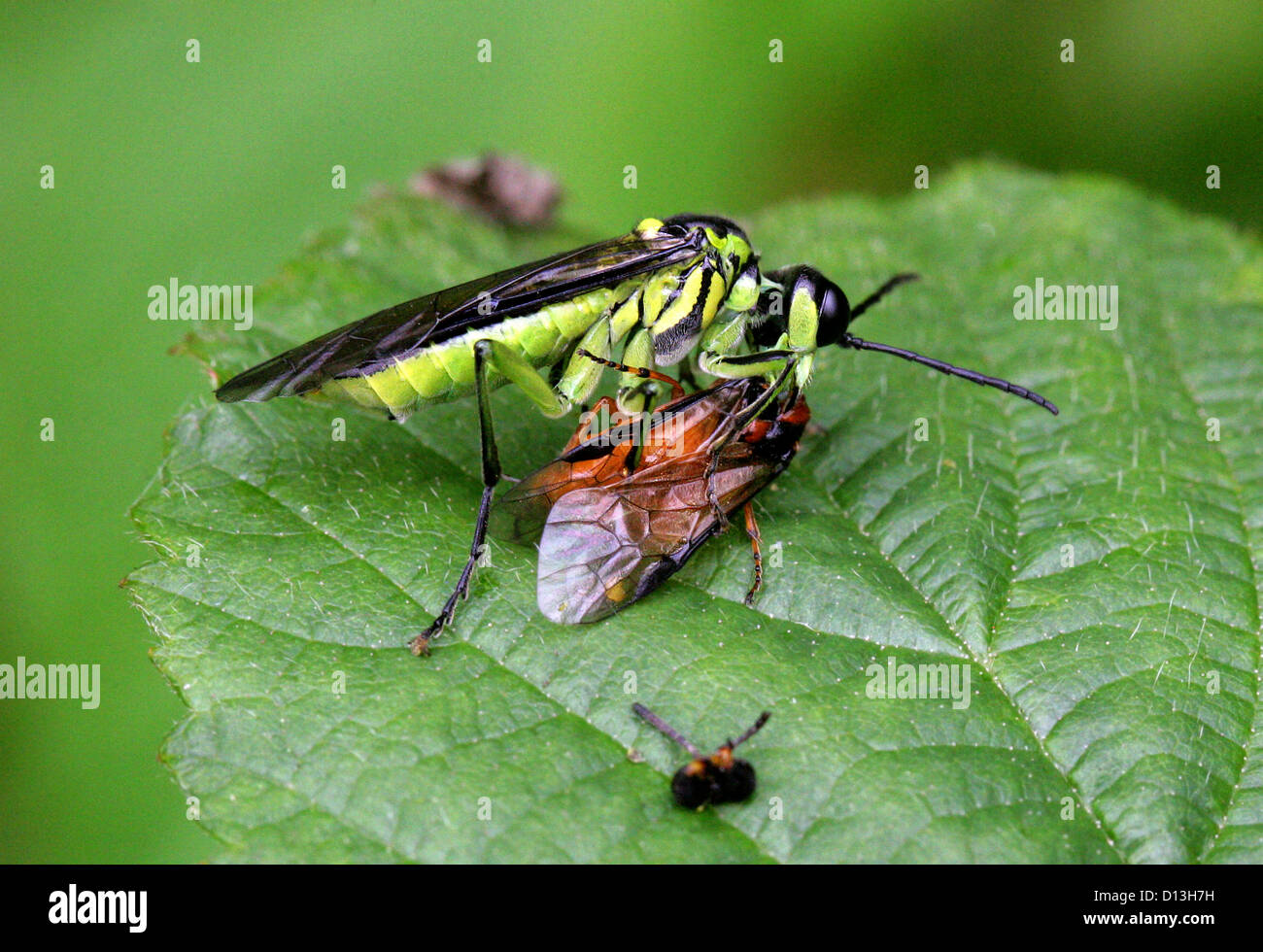 Lime Green Sawfly, Tenthredo mesomela, Tenthredinidae, Hymenoptera. Eating a Turnip Sawfly or Coleseed Sawfly, Athalia rosae. Stock Photo