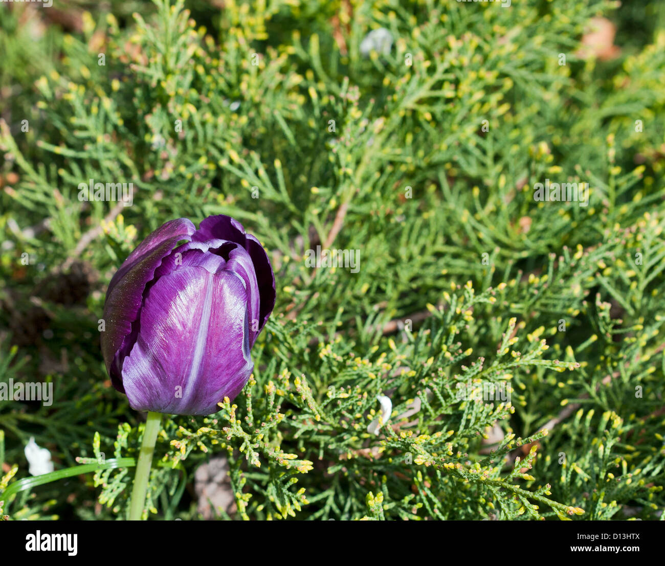 Purple tulip against thuja green background Stock Photo