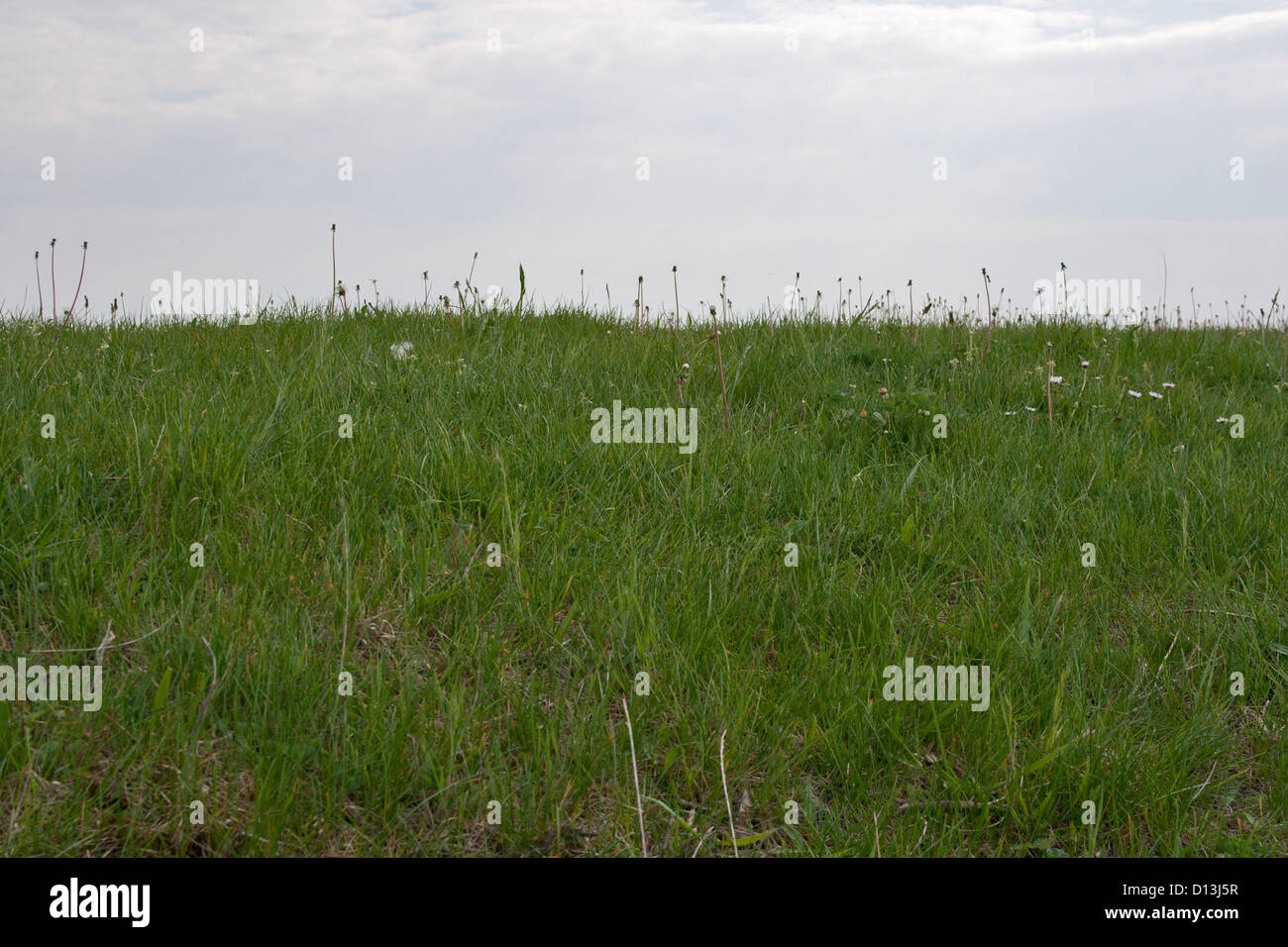 Green grass and stormy sky background Stock Photo