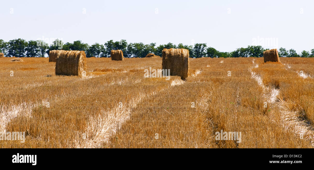 rural landscape with straw rolls Stock Photo - Alamy