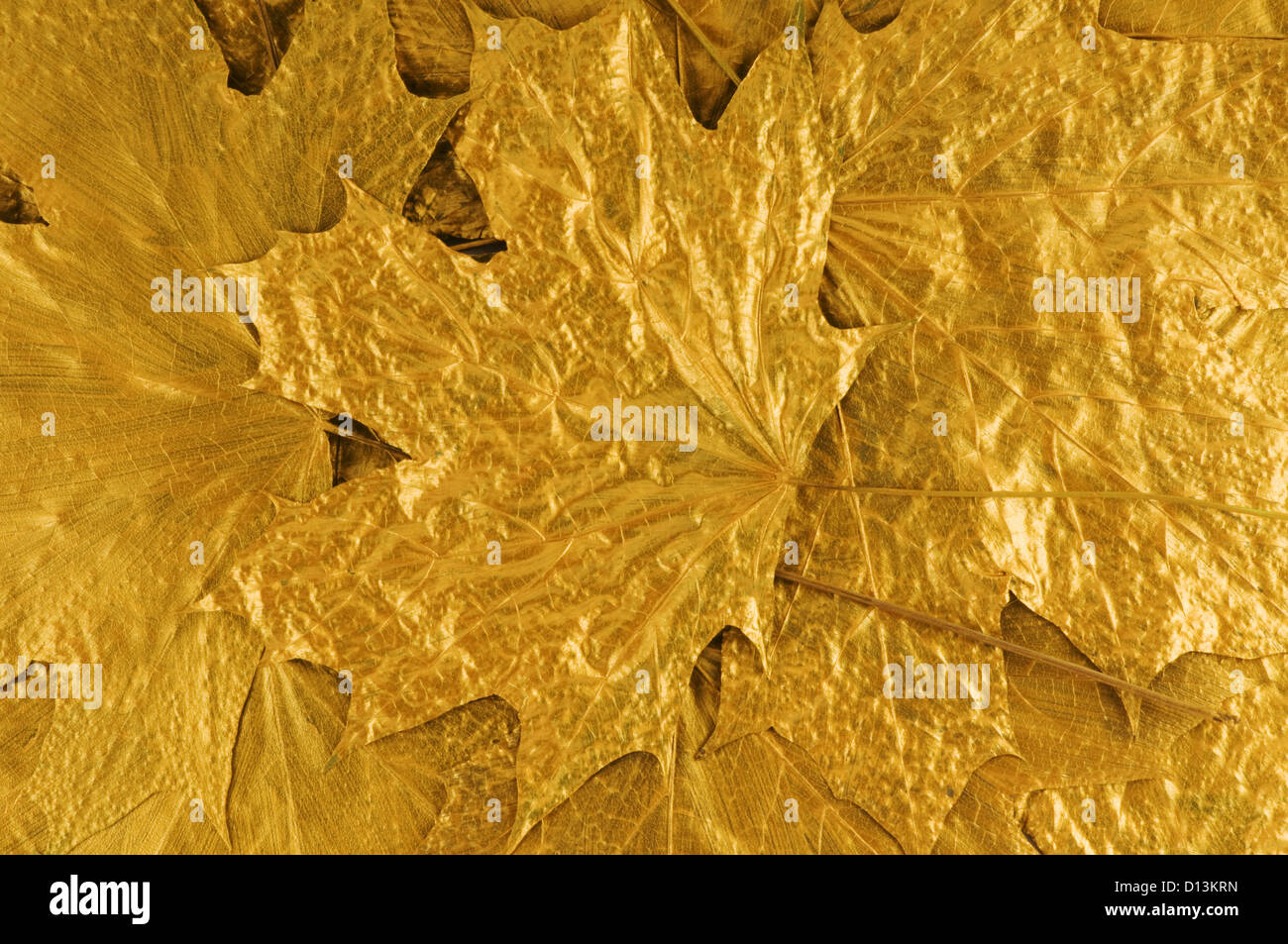 Golden Maple Tree Leaves Background Stock Photo Alamy