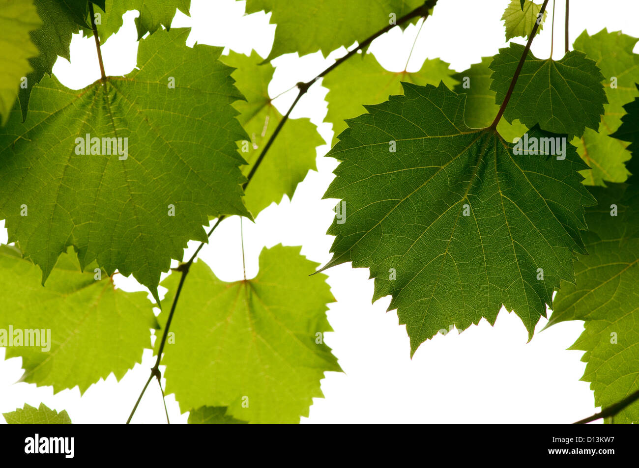 wild grape leaves green background Stock Photo - Alamy