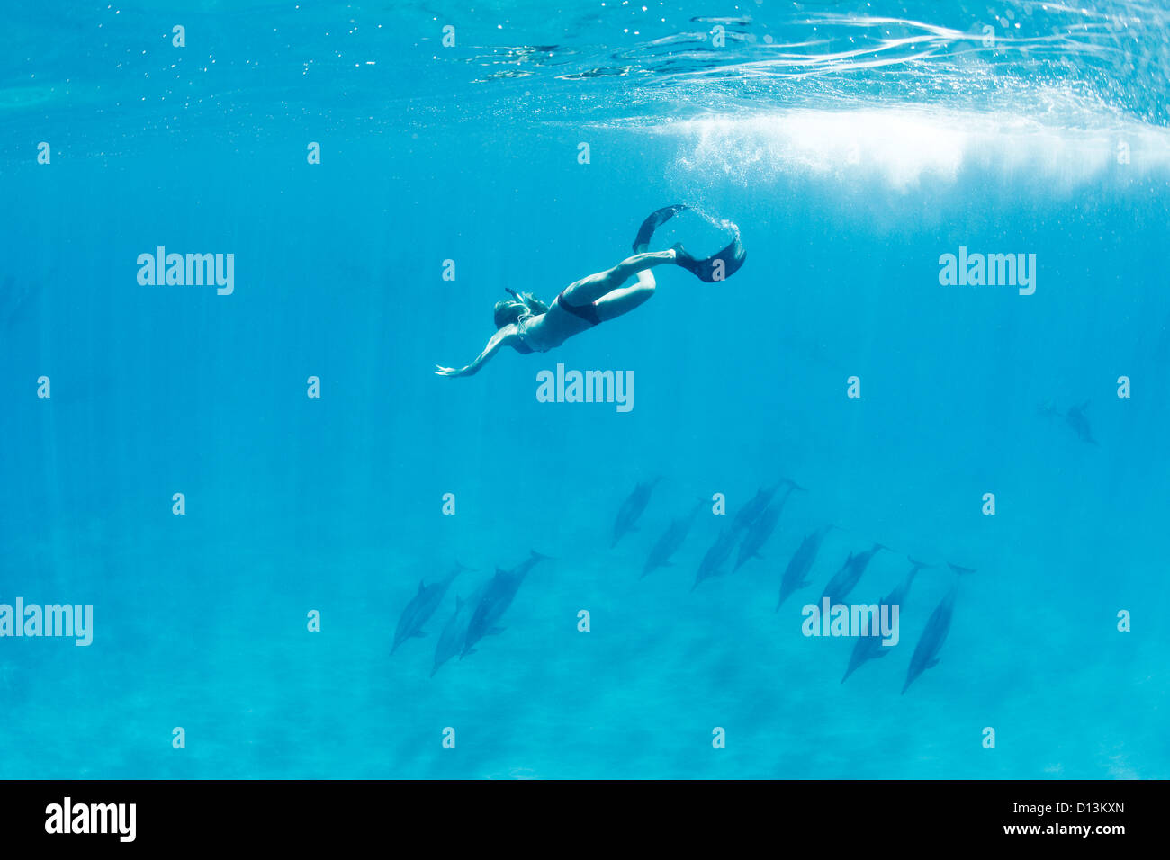 Hawaii, Lanai, Hulopoe Bay, Woman Snorkeling Near Pod Of Spinner Dolphins (Stenella Longirostris) Underwater. Stock Photo