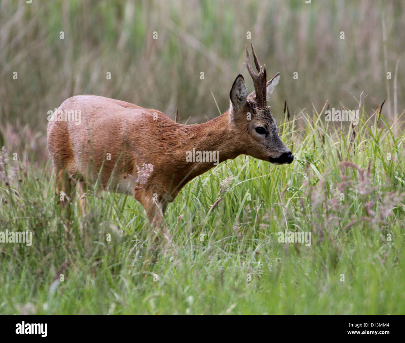 male-roe-deer-capreolus-capreolus-foraging-stock-photo-alamy