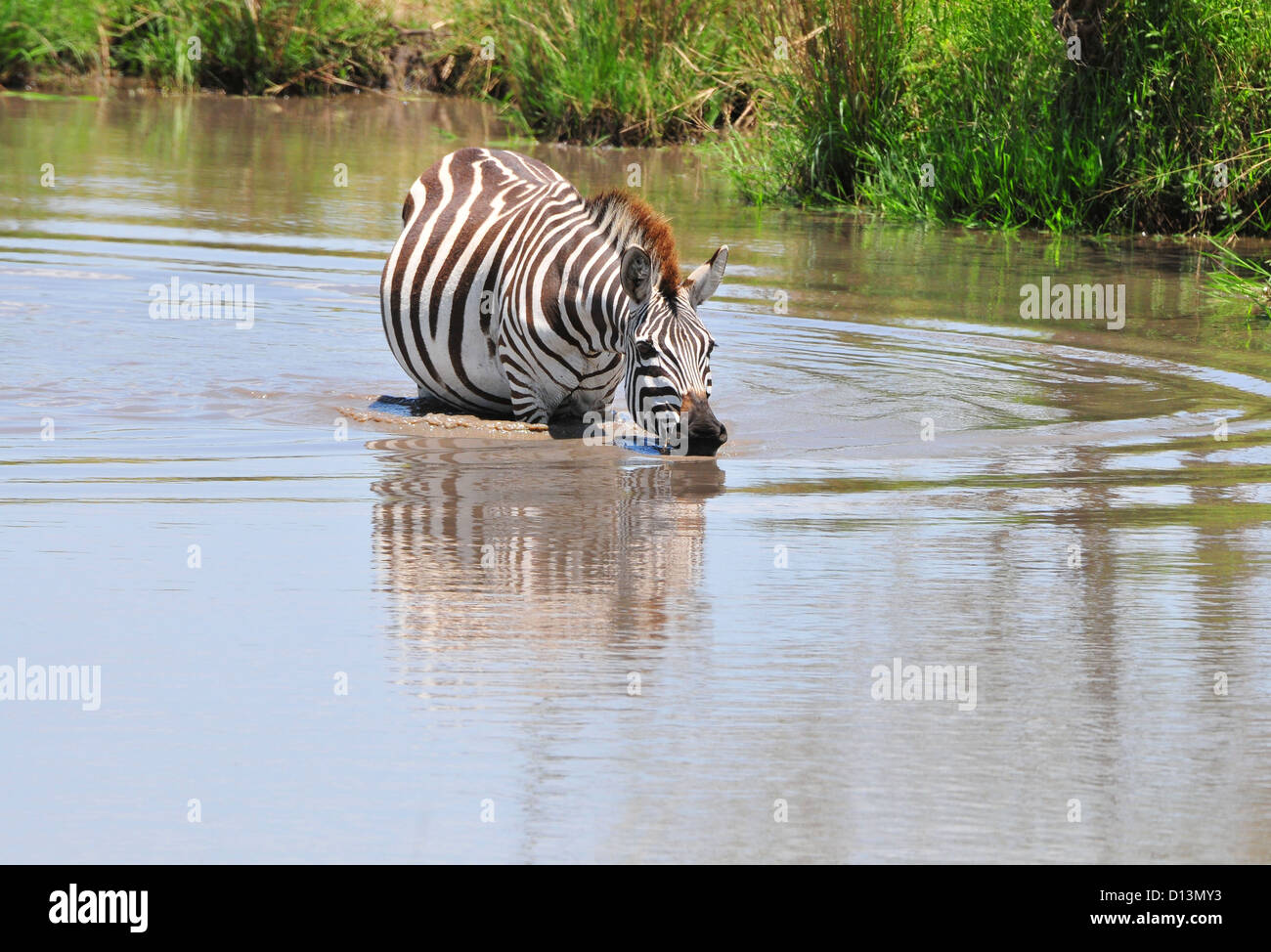 Masai mara wildlife safari hi-res stock photography and images - Alamy