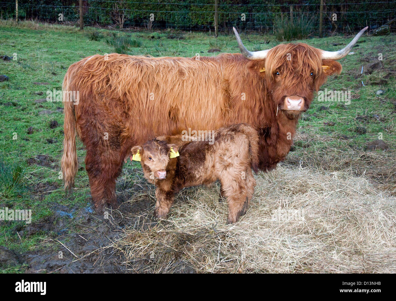 Brown Highland Cow and her Calf Stock Photo - Alamy