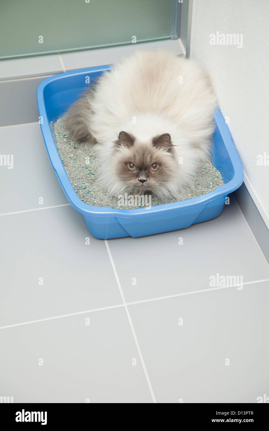 USA, Illinois, Metamora, Cat using litter box Stock Photo Alamy