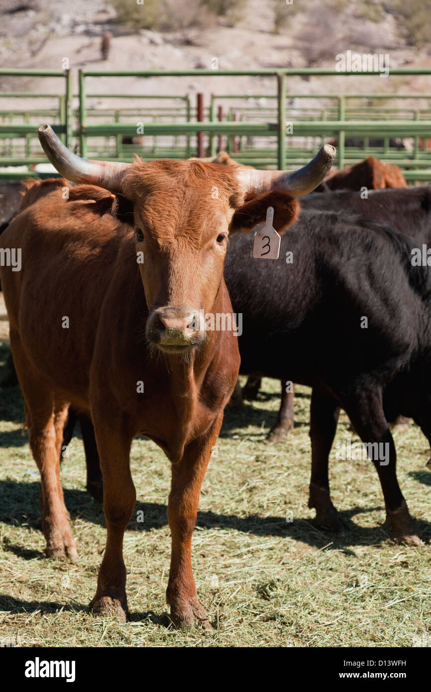 USA, Arizona, Phoenix, Cattle herd Stock Photo Alamy