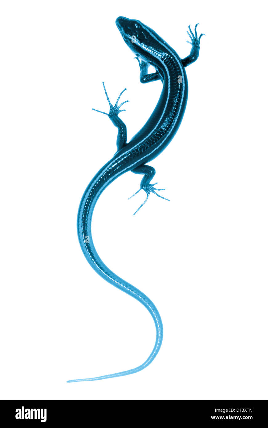 blue tail skink lizard isolated on white background Stock Photo
