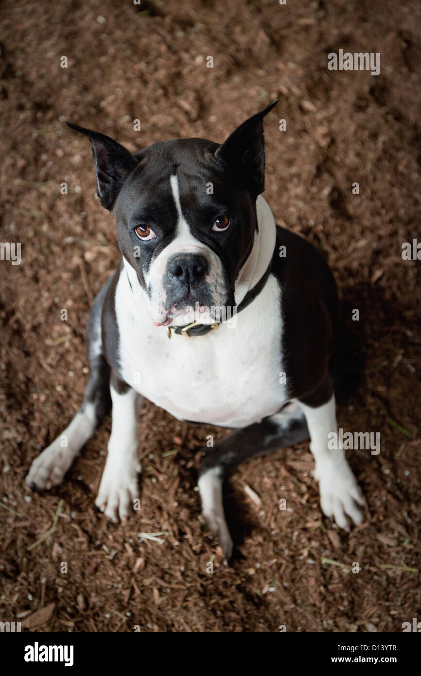 USA, New Jersey, Hardwick, Portrait of dog sitting on ground Stock Photo
