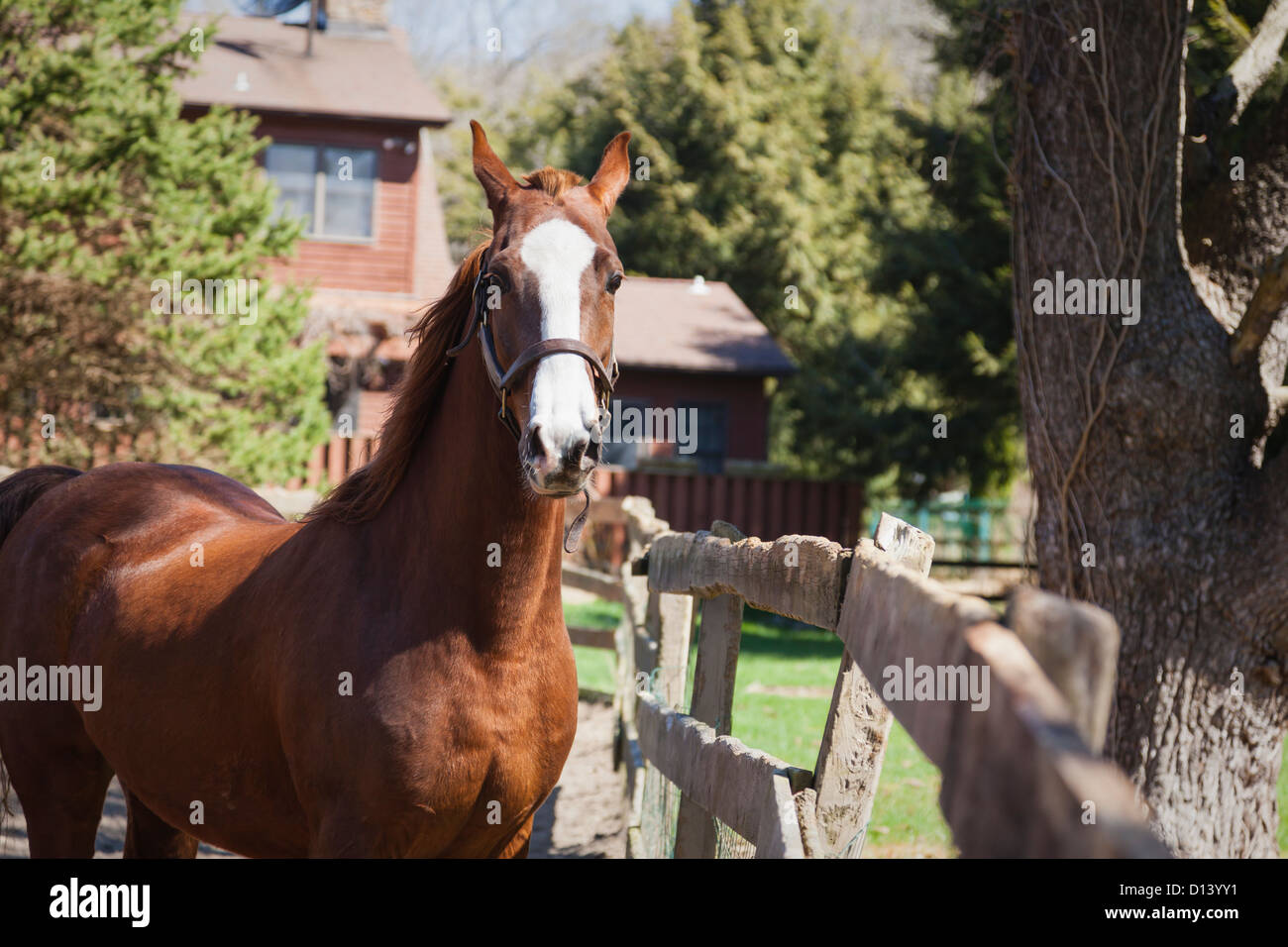 USA, New Jersey, Hardwick, Horse in corral Stock Photo Alamy