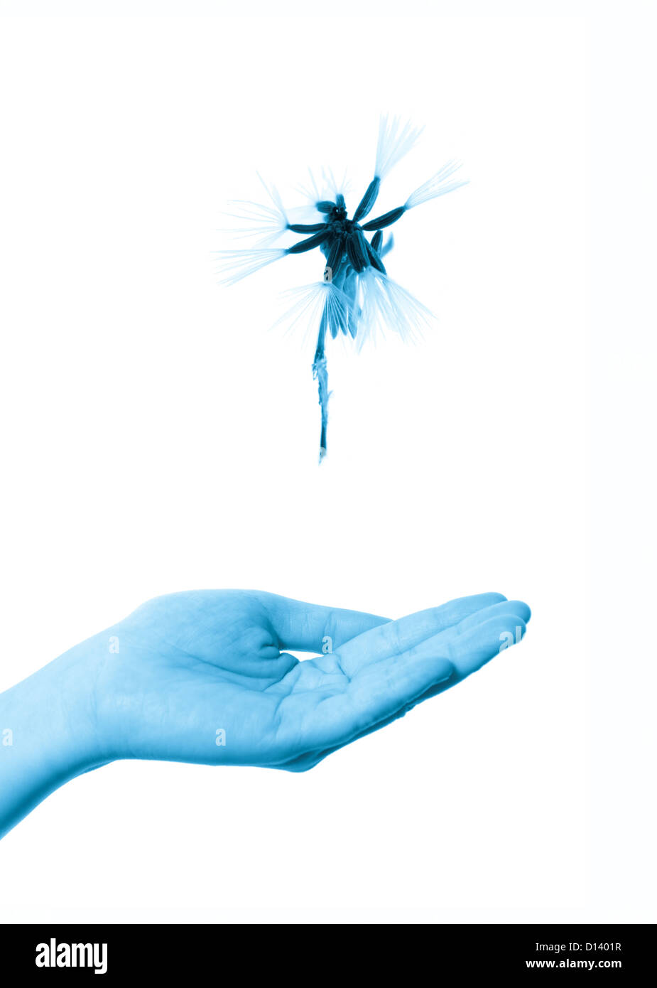 flying dandelion on open hand isolated on white background Stock Photo