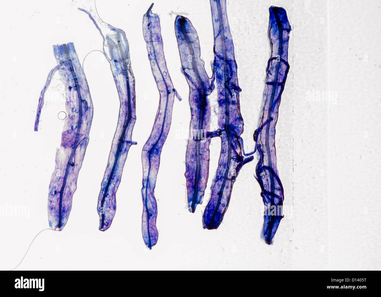 science glass microscope slide with fungus inside plant tissue sample isolated Stock Photo Alamy