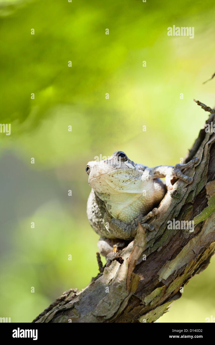 USA, Illinois, Metamora, Gray tree frog Stock Photo