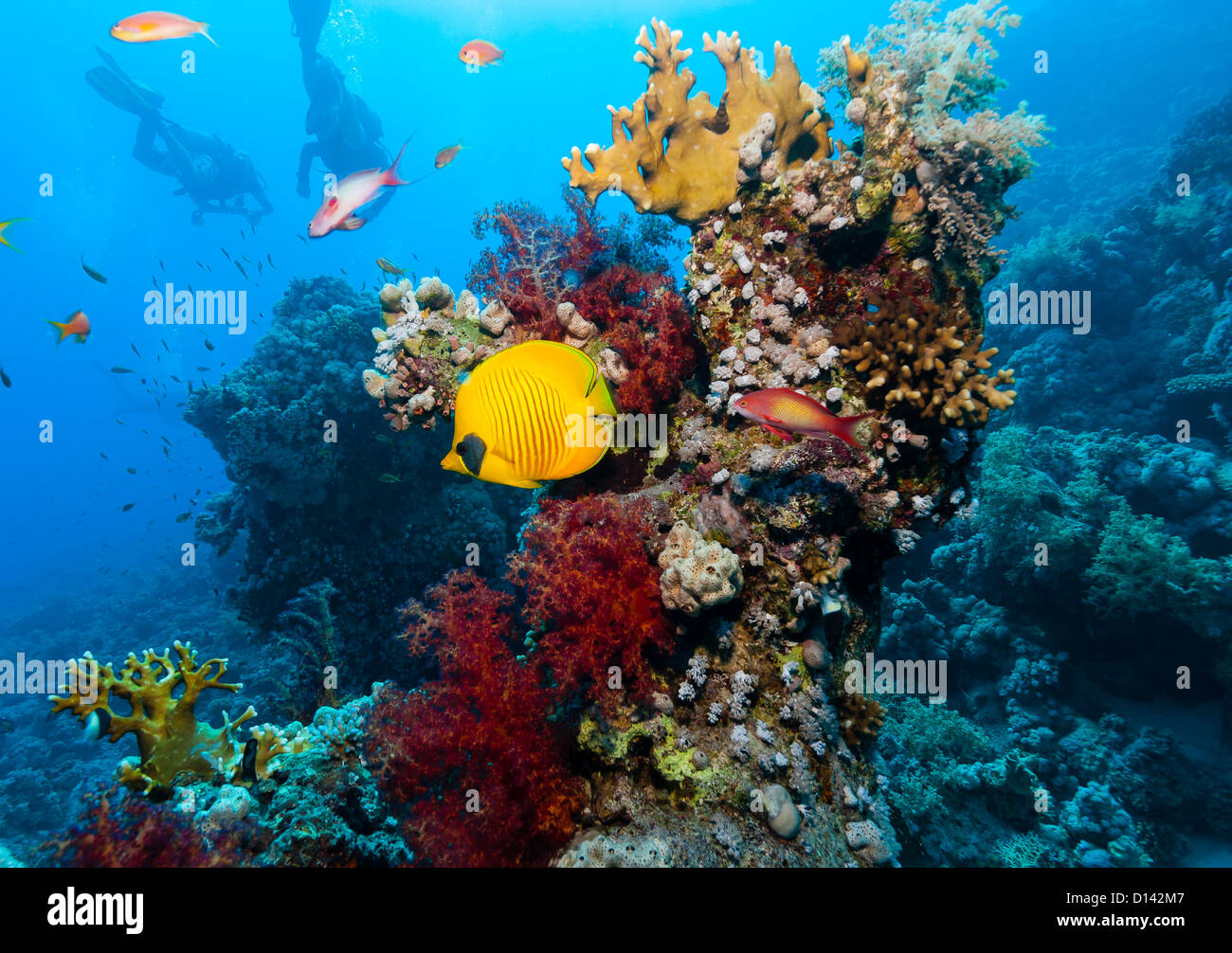 Silhouette of SCUBA divers behind a bright yellow masked butterflyfish along with hard and soft corals on a coral reef Stock Photo