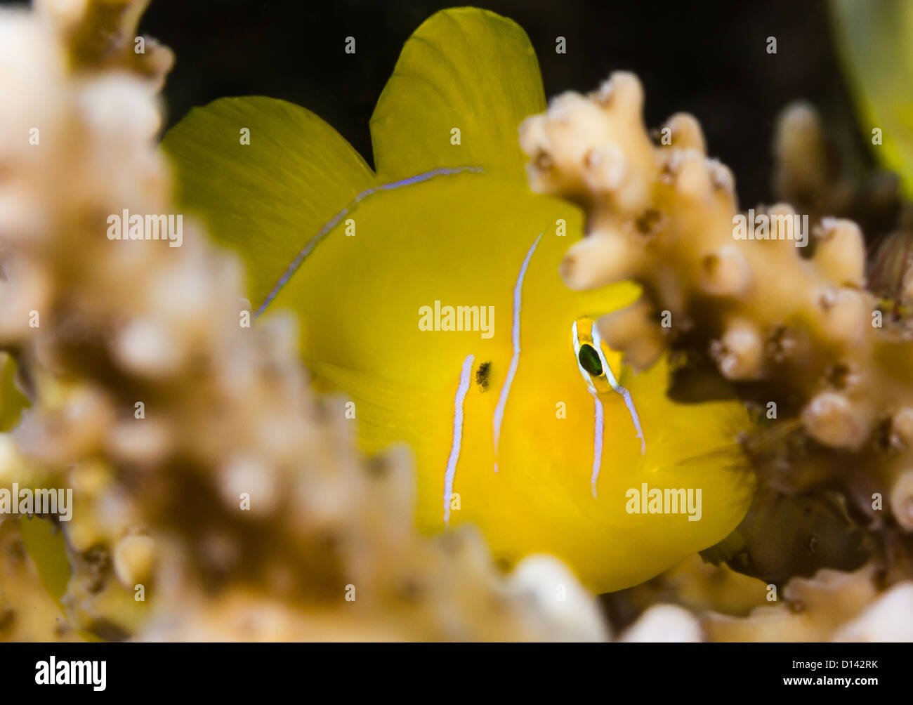 A shy Lemon Goby hides behind the protective branches of an Acropora table coral on a reef in the Red Sea Stock Photo