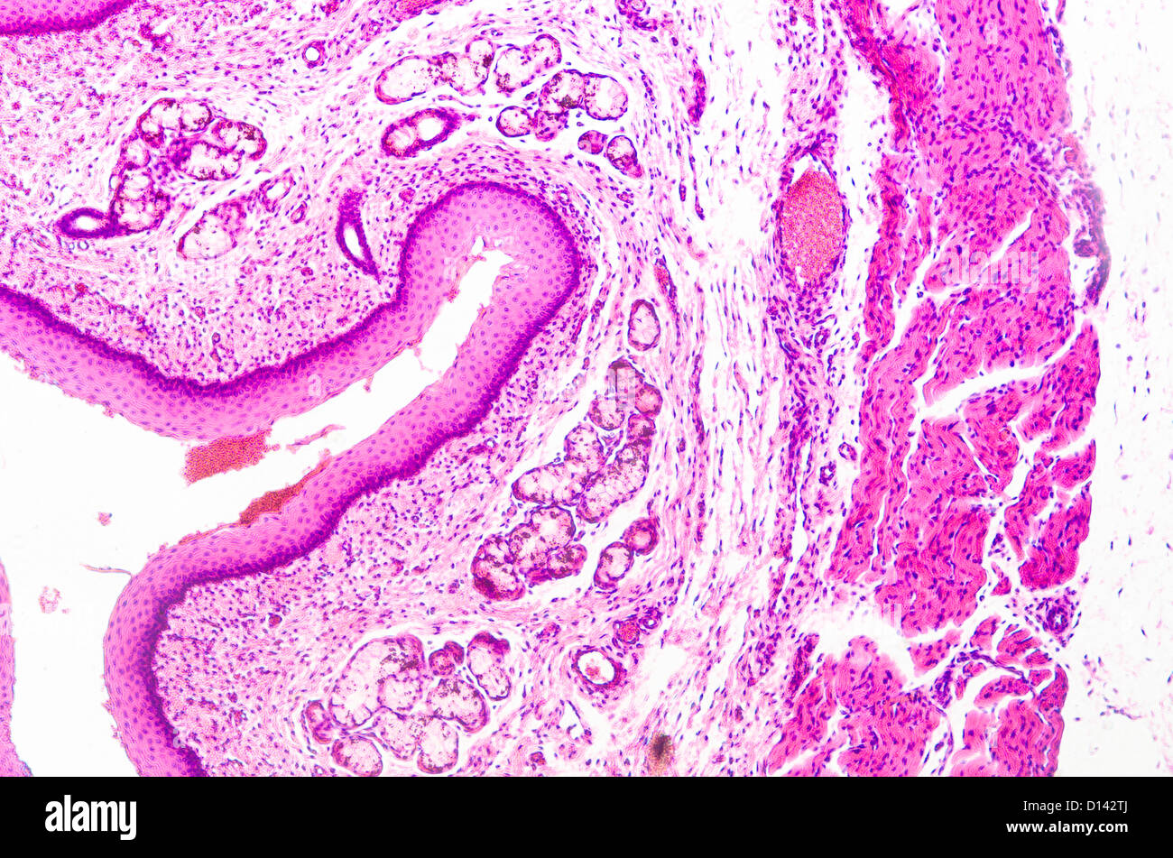 micrograph of medical science stratified squamous epithelium tissue cell Stock Photo