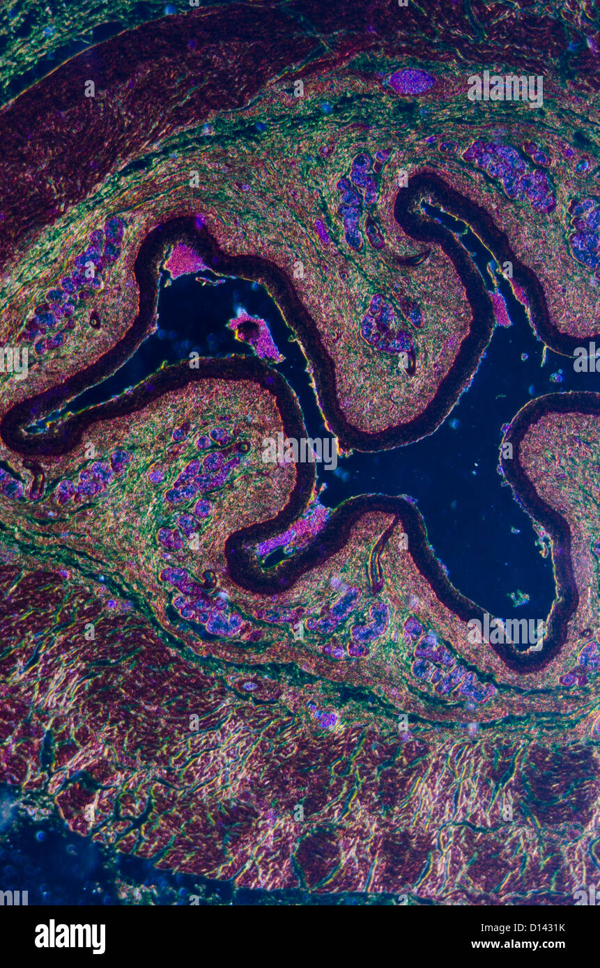 micrograph of medical science stratified squamous epithelium tissue cell Stock Photo