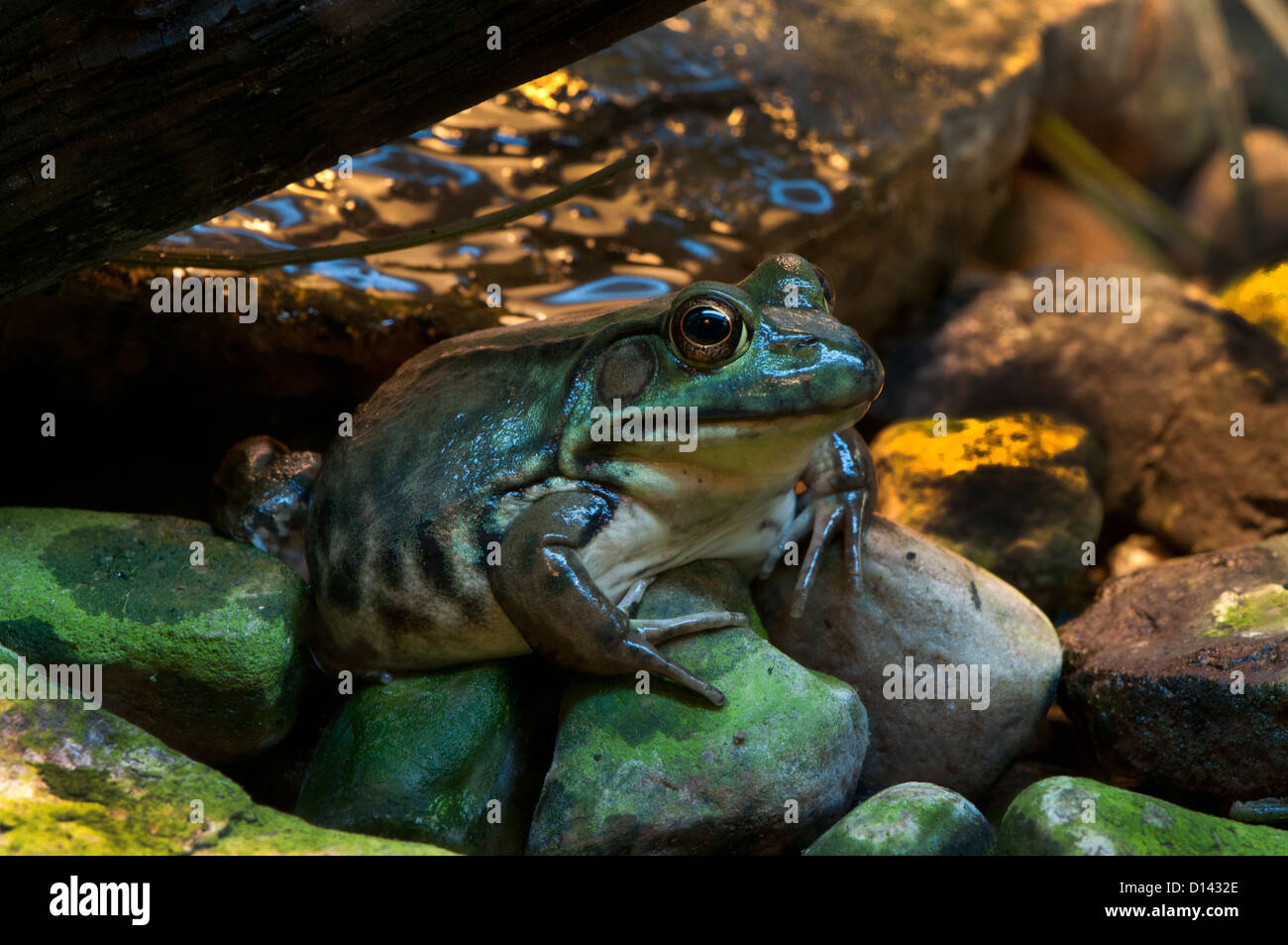 A Green Frog. Stock Photo