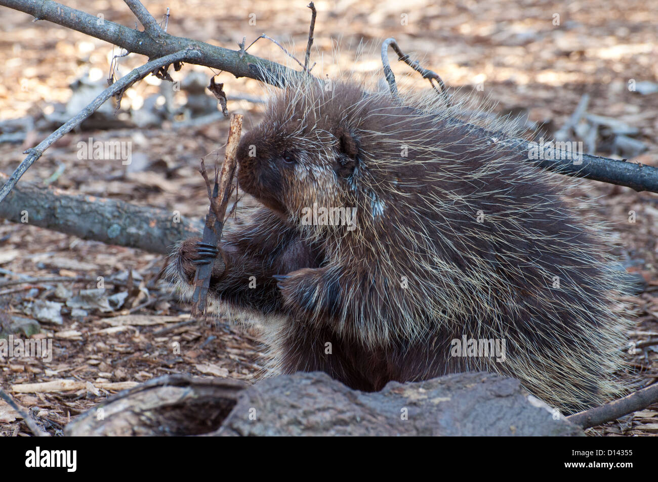 A Common Porcupine chewing on a stick. Stock Photo