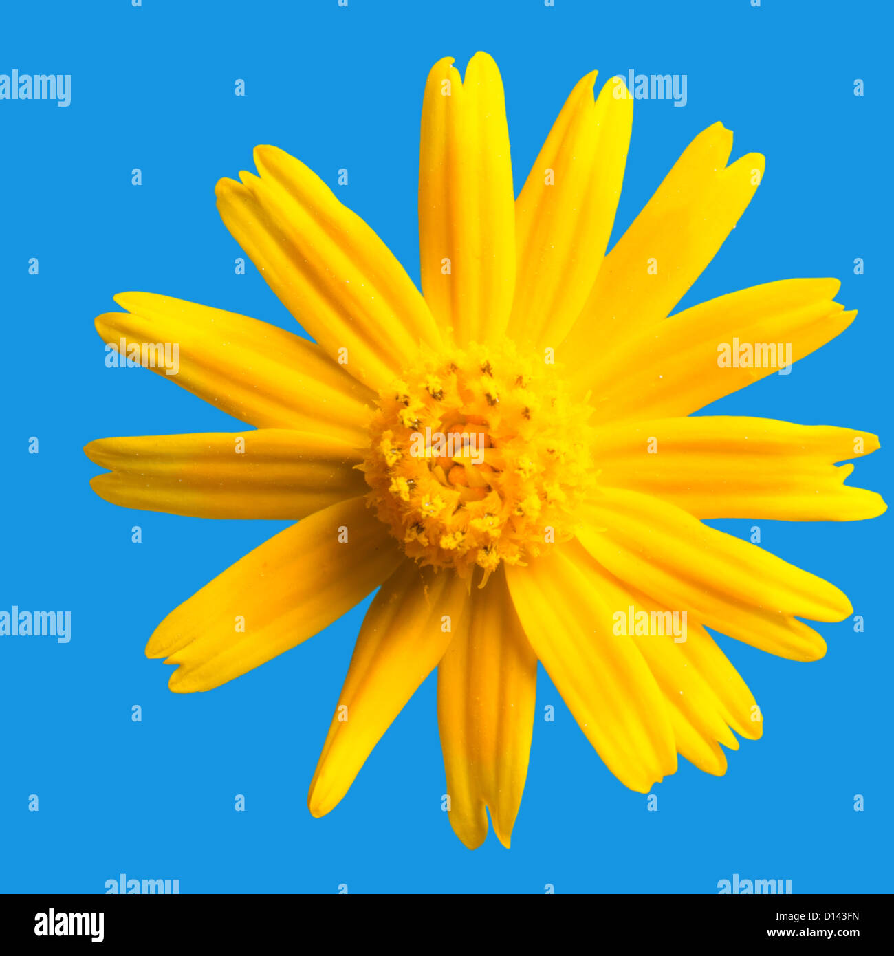 yellow daisy flower Stock Photo Alamy