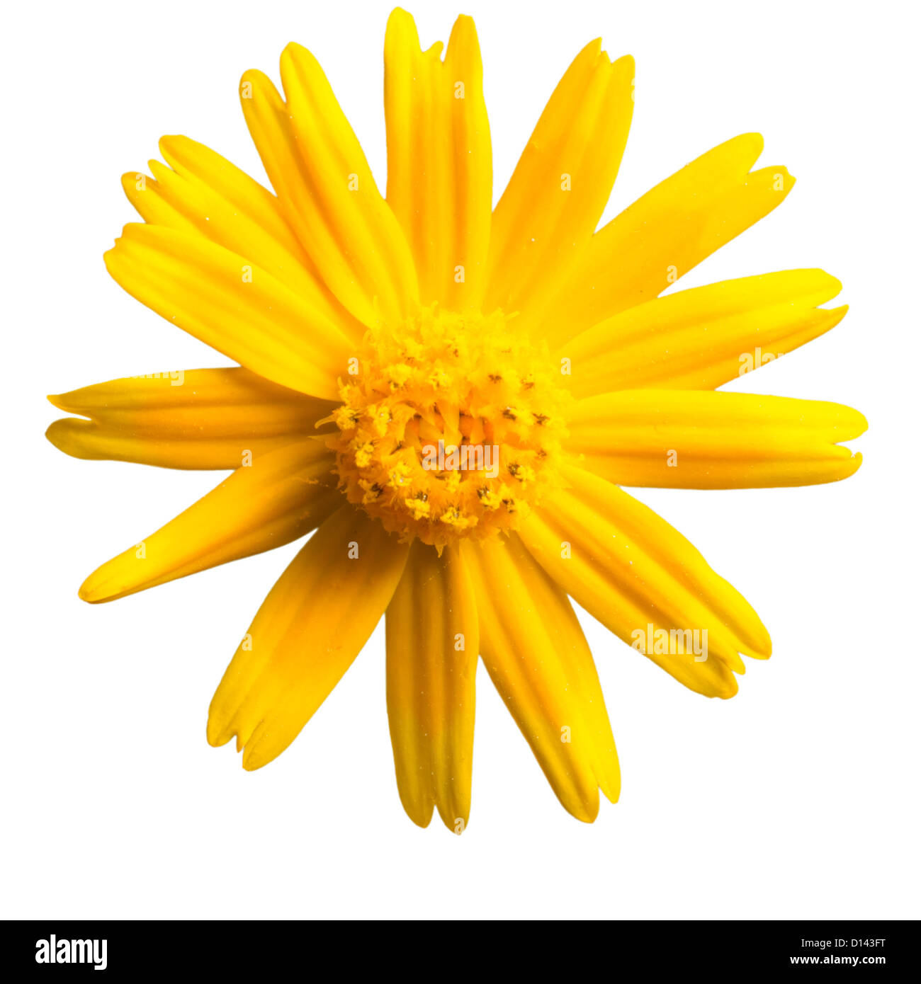 yellow daisy flower Stock Photo - Alamy