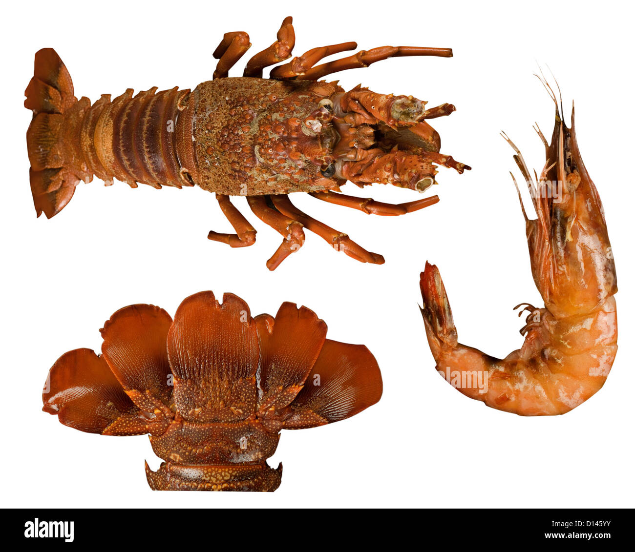 Wooden lobster Cut Out Stock Images & Pictures Alamy