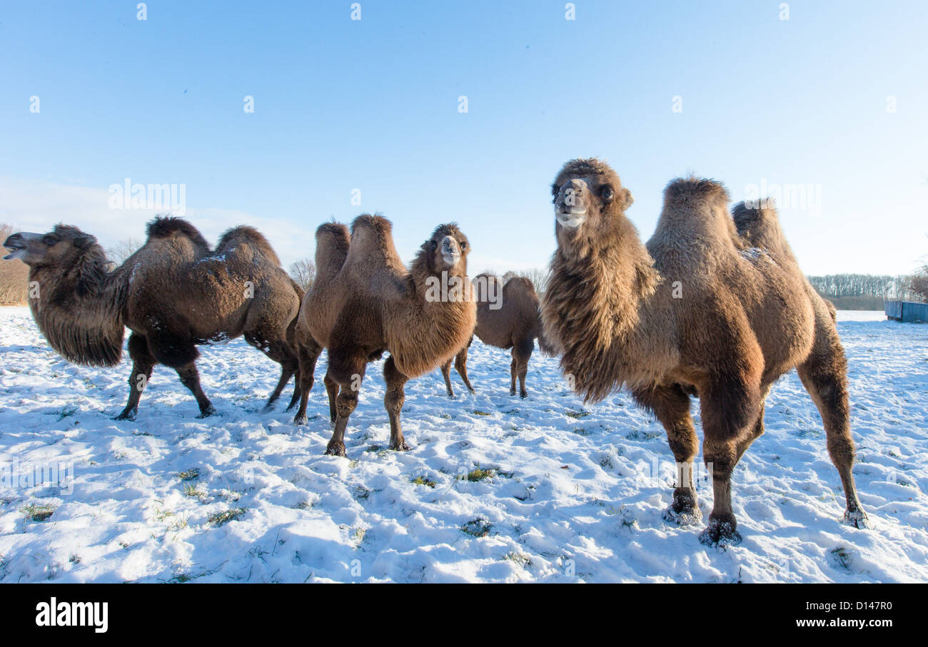 Верблюды северные олени. Двугорбый верблюд в Монголии. Калмыцкий двугорбый верблюд. Верблюд калмыцкий бактриан. Дикий двугорбый верблюд Хаптагай.