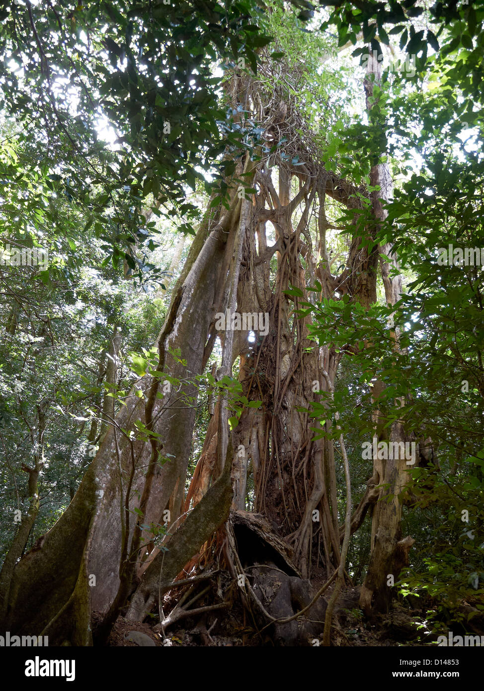 tropical Strangler Fig;Las Pailas; Ricòn de la Vieja National Park;Costa Rica Stock Photo