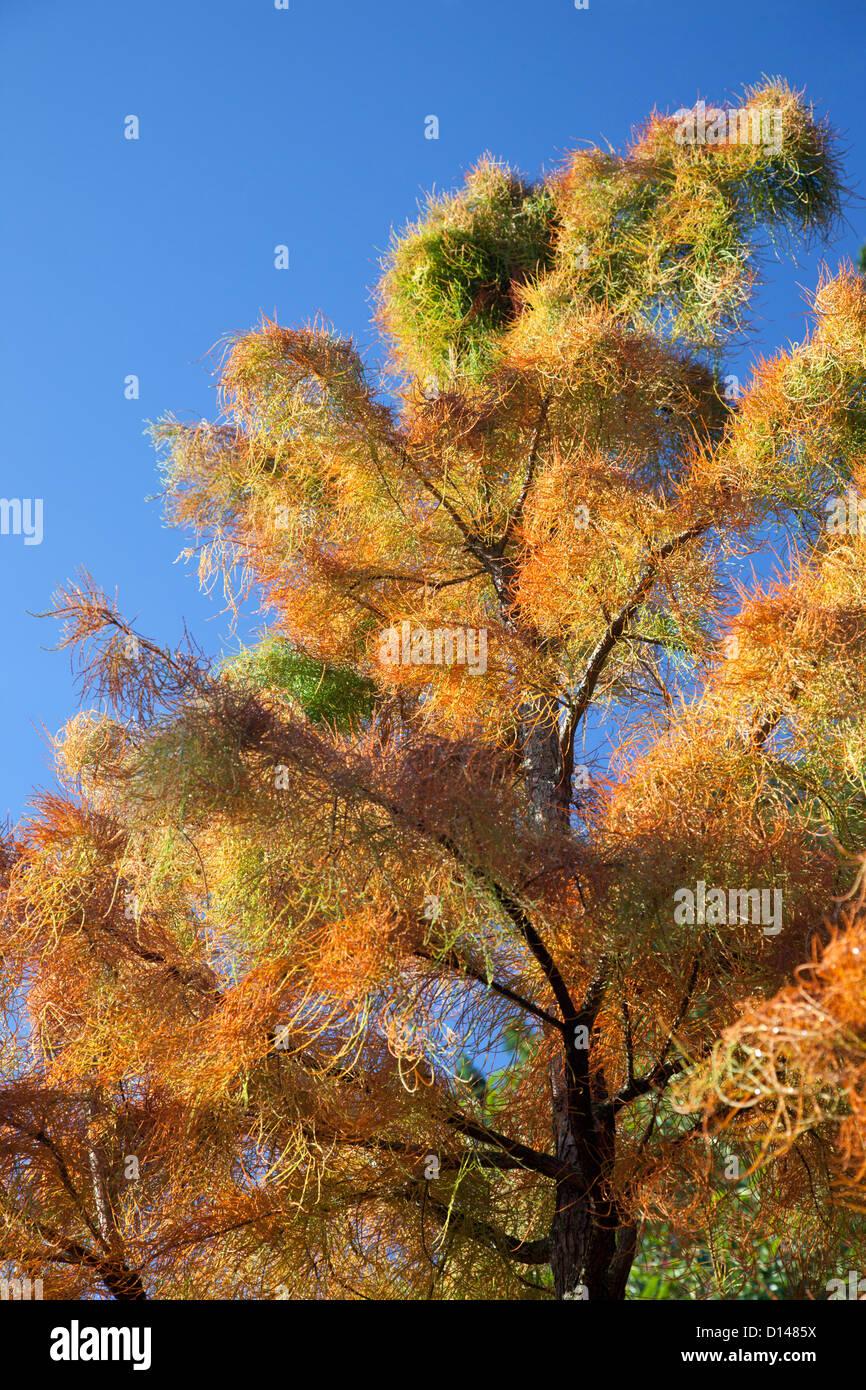Close up of Taxodium Ascendens Nutans in autumn against a blue sky, England Stock Photo