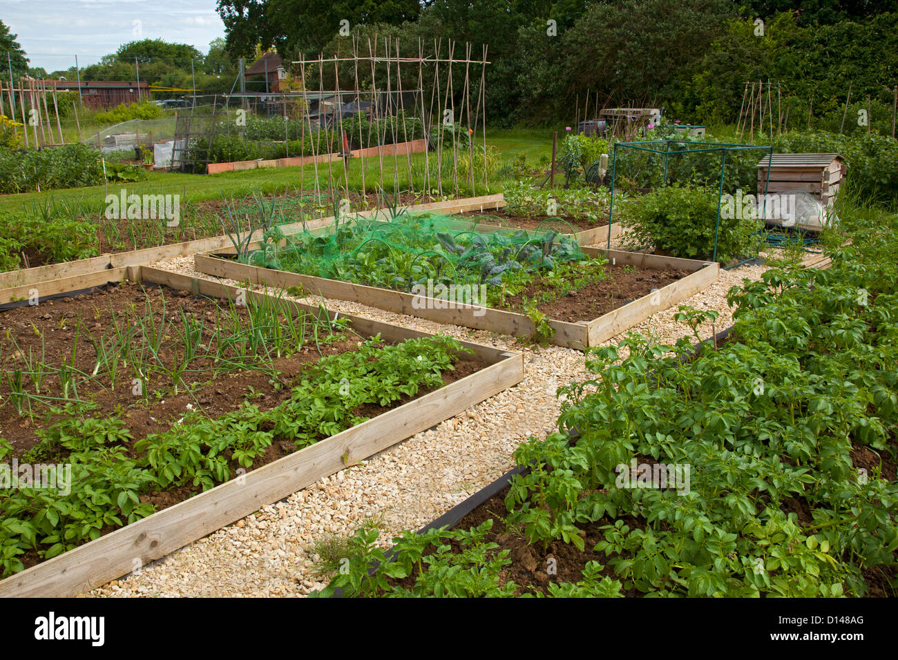 Raised beds on English Allotment with potatoes, onions runner bean steaks, wooden compost bin and gravel paths Stock Photo