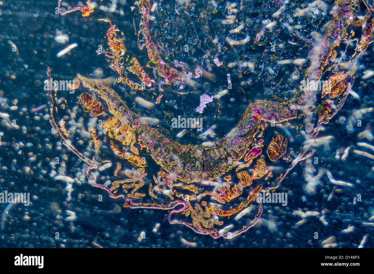 science micrograph of insects body cross section, moth caterpillar prodenia litura, with HE dye. Stock Photo